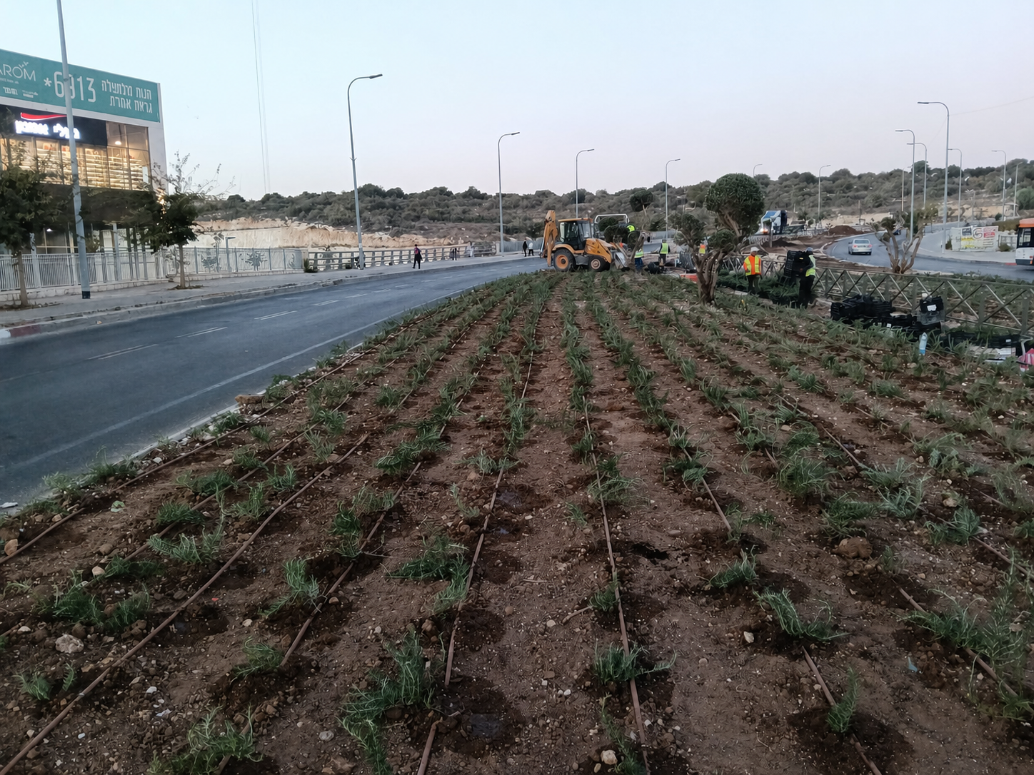 עבודות גינון ונטיעות במהלך השלמת כבישים 130 מזרח, 5 ו-6 בבית שמש